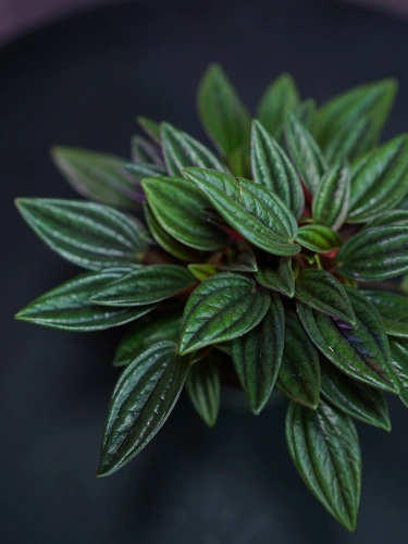 Peperomia 'Rosso' ⌀7cm