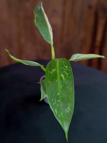 Philodendron Jose Buono ⌀6cm