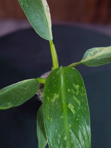 Philodendron Jose Buono ⌀6cm