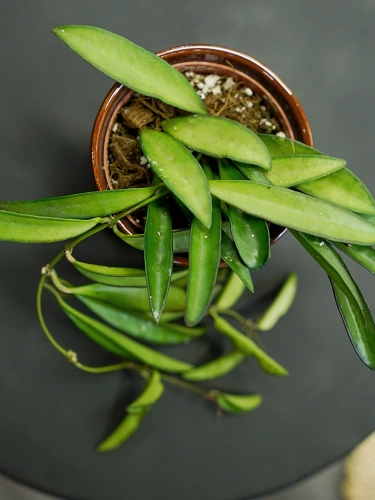 Hoya wayetii ⌀9cm