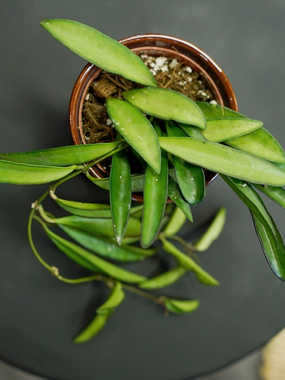 Hoya wayetii ⌀9cm