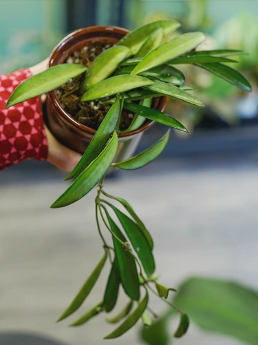 Hoya wayetii ⌀9cm