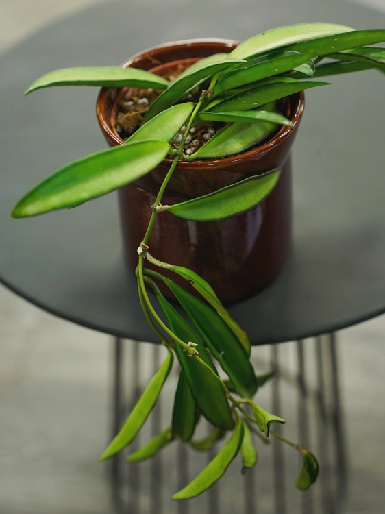 Hoya wayetii ⌀9cm