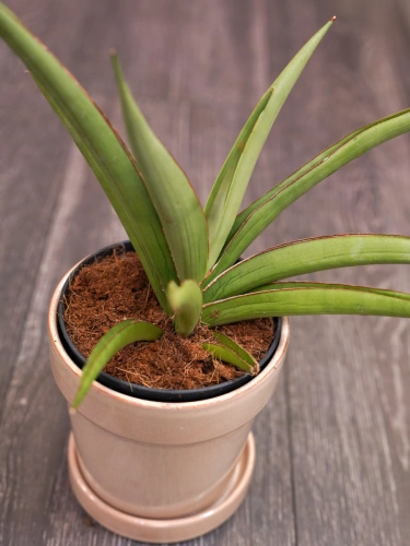 Sansevieria Silver Syreni