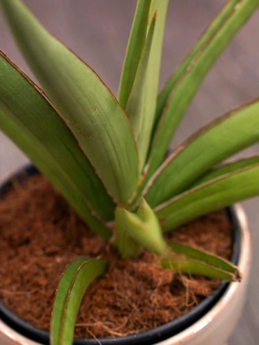 Sansevieria Silver Syreni