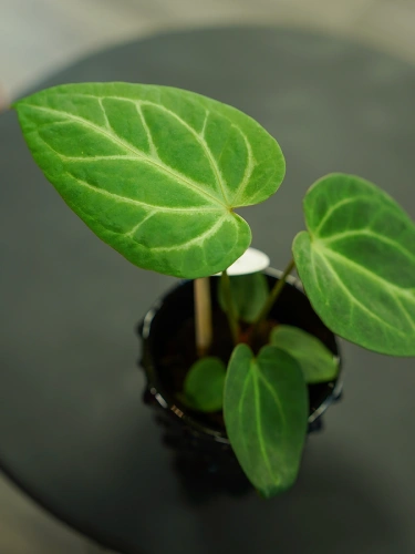 Anthurium Magnificum ⌀6cm