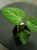 Anthurium Magnificum ⌀6cm