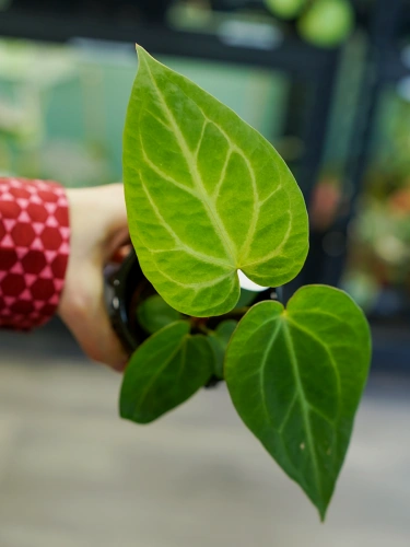 Anthurium Magnificum ⌀6cm