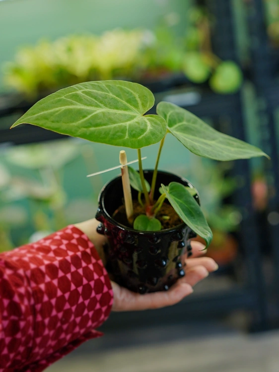 Anthurium Magnificum ⌀6cm