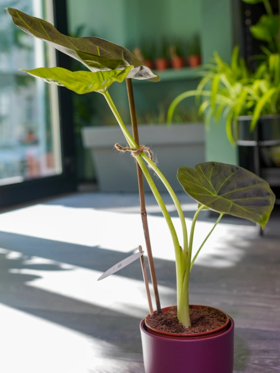 Alokazja 'Regal Shields' ⌀12cm