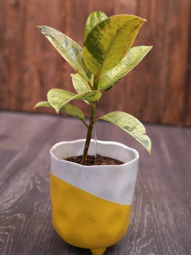 Ficus elastica 'Shivereana Moonshine' ⌀12cm Fikus