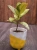 Ficus elastica 'Shivereana Moonshine' ⌀12cm Fikus