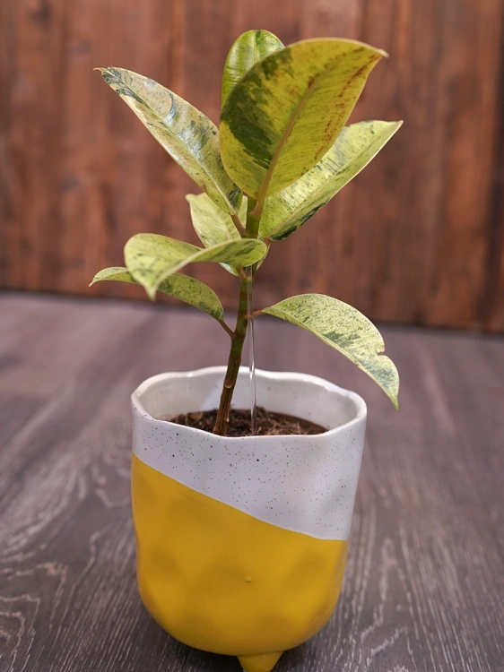 Ficus elastica 'Shivereana Moonshine' ⌀12cm Fikus