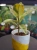 Ficus elastica 'Shivereana Moonshine' ⌀12cm Fikus