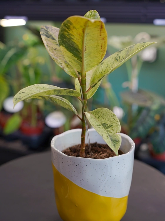 Ficus elastica 'Shivereana Moonshine' ⌀12cm Fikus