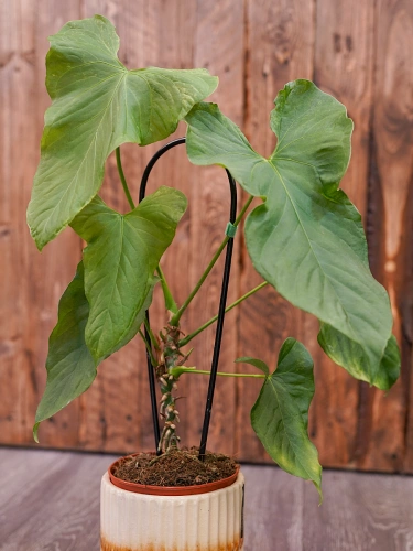 Anthurium balaoanum ⌀12cm