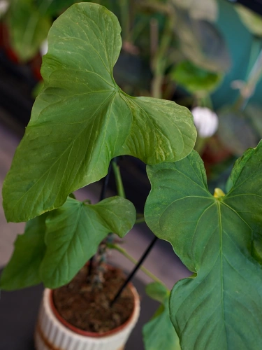 Anthurium balaoanum ⌀12cm
