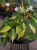 Philodendron scandens 'Brasil' ⌀11cm Filodendron