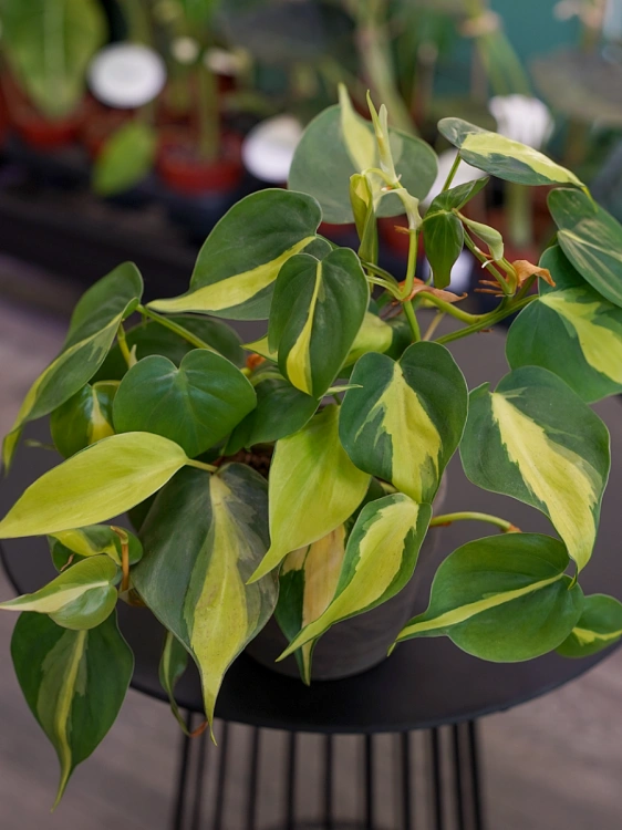 Philodendron scandens 'Brasil' ⌀11cm Filodendron