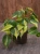 Philodendron scandens 'Brasil' ⌀11cm Filodendron