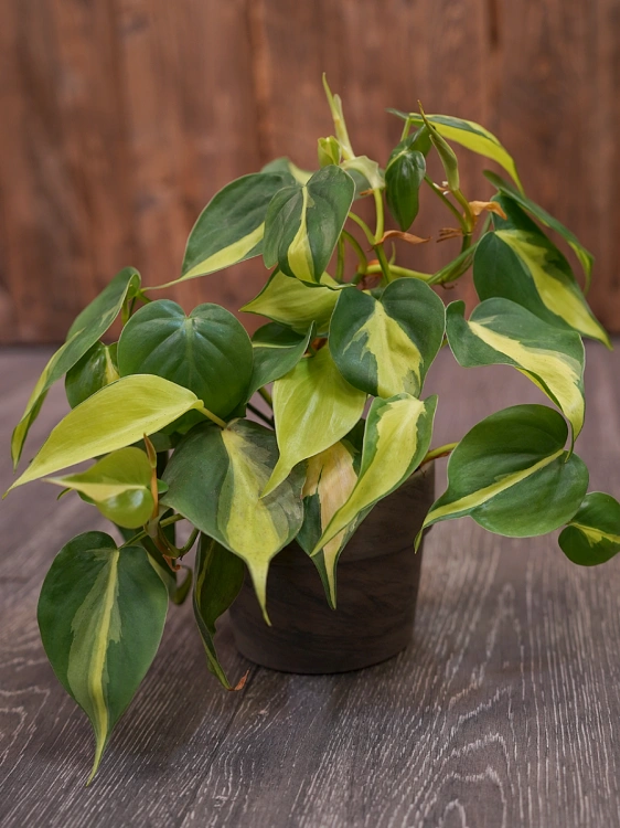 Philodendron scandens 'Brasil' ⌀11cm Filodendron