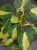 Philodendron scandens 'Brasil' ⌀11cm Filodendron
