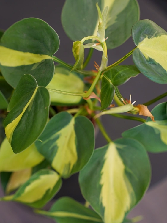 Philodendron scandens 'Brasil' ⌀11cm Filodendron
