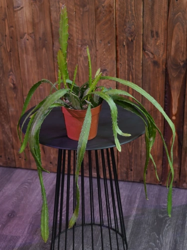 Epiphyllum Red Tip ⌀12cm