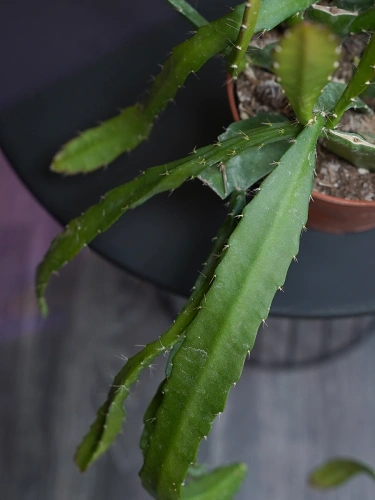 Epiphyllum Red Tip ⌀12cm