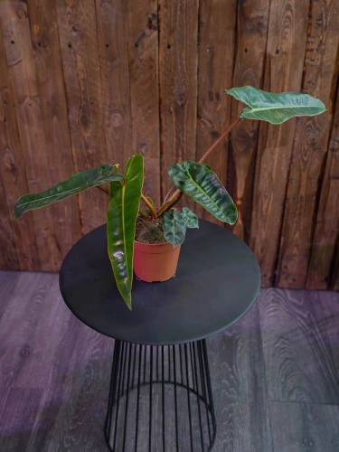 Philodendron Billietiae ⌀12cm