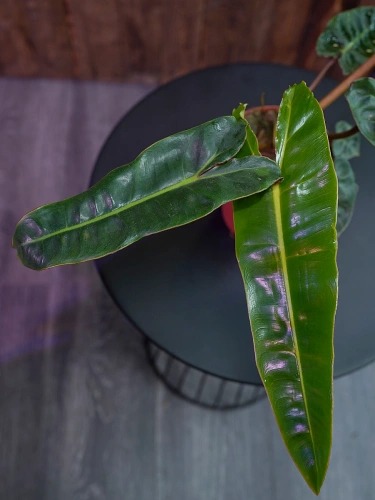 Philodendron Billietiae ⌀12cm