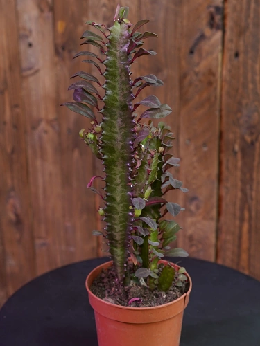Euphorbia trigona 'Rubra' ⌀12cm