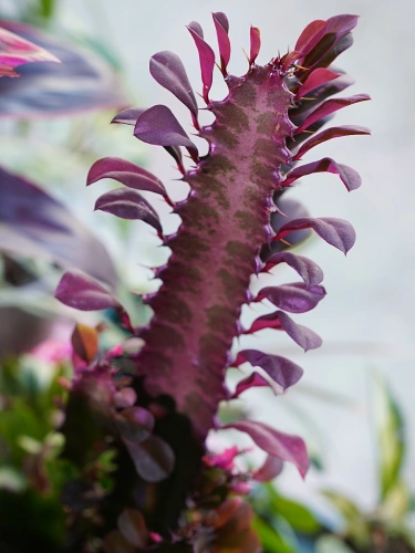 Euphorbia trigona 'Rubra' ⌀12cm