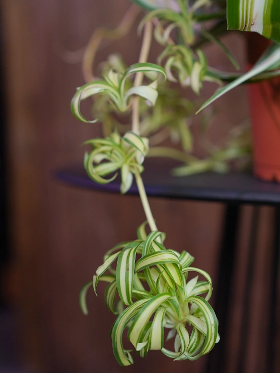 Chlorophytum comosum 'Bonnie' ⌀12cm