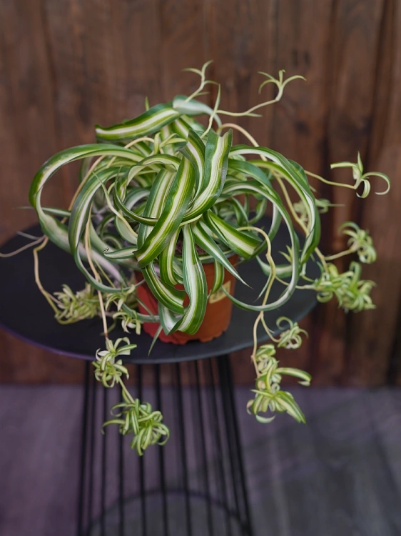 Chlorophytum comosum 'Bonnie' ⌀12cm