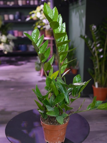 Zamioculcas zamiifolia ⌀12cm