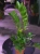 Zamioculcas zamiifolia ⌀12cm