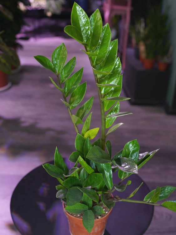 Zamioculcas zamiifolia ⌀12cm