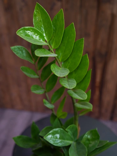 Zamioculcas zamiifolia ⌀12cm