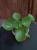 Pilea peperomioides ⌀12cm
