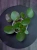 Pilea peperomioides ⌀12cm