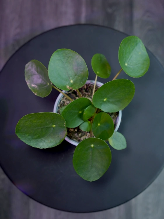 Pilea peperomioides ⌀12cm
