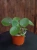 Pilea peperomioides ⌀12cm
