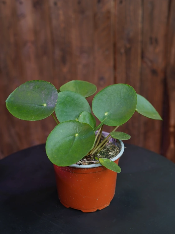 Pilea peperomioides ⌀12cm