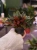 Peperomia 'Rosso' ⌀7cm