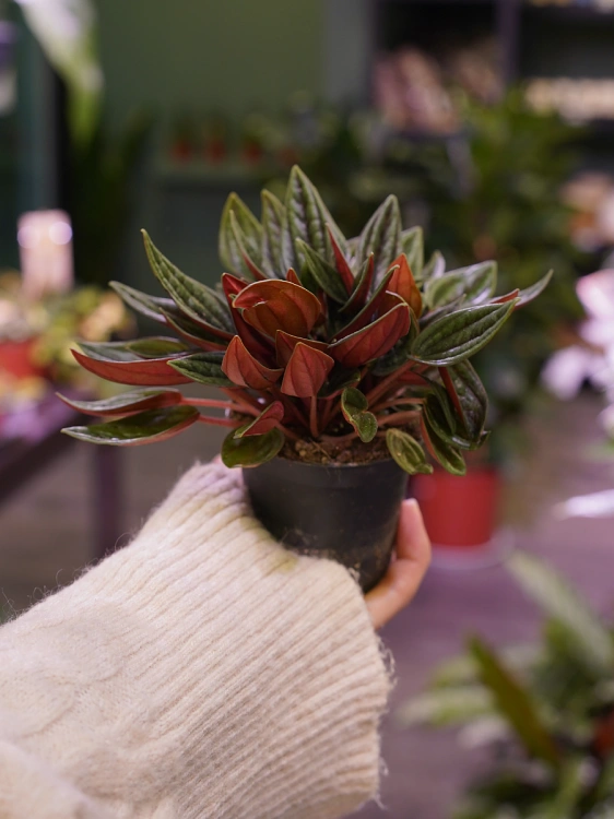 Peperomia 'Rosso' ⌀7cm