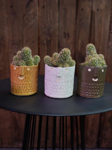 Kaktusik z osłonką Eduardo ⌀6cm