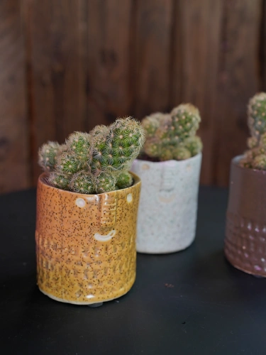 Kaktusik z osłonką Eduardo ⌀6cm