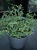 Senecio Peregrinus ⌀12cm