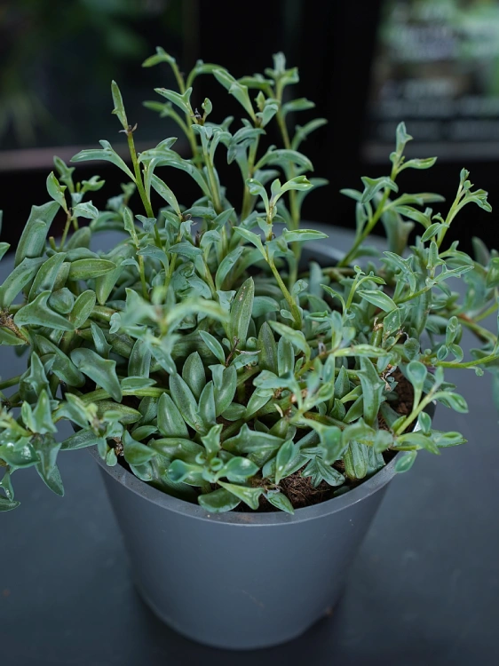 Senecio Peregrinus ⌀12cm